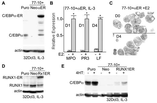Figure 5. Exogenous C/EBPα rescues granulopoiesis and exogenous RUNX1 rescues C/EBPα expression after SHP2 knockdown. (A) 32Dcl3(shRNA-77)-10 cells were transduced with pBabeNeo (Neo) or pBabeNeo-C/EBPα-ER (αER). Total cellular proteins prepared from these cells or from 32Dcl3-Puro cells were subjected to Western blotting for C/EBPα or β-actin. The positions of C/EBPα or C/EBPα-ER are shown. (B) Total cellular RNAs prepared from 32Dcl3(shRNA-77)-10+αER cells 0 or 1 day (D1) or 4 days (D4) after addition of estradiol (E2) were analyzed for relative expression of the mRNAs encoding MPO, PR3 or LF. The mean relative expression of each mRNA after estradiol addition rescue was set to 1.0. Results shown are mean and SE of 3 repetitions. * indicates P < .05 for each RNA comparing expression in the presence versus absence of estradiol. (C) 32Dcl3(shRNA-77)-10+αER cells were cultured with estradiol for 0 or 4 days, cytospun, and subjected to Wright-Giemsa staining. (D) 32Dcl3(shRNA-77)-10 cells were transduced with or pBabeNeo-RUNX1-ER (Rx1ER). Total cellular proteins prepared from these cells, from 32Dcl3-Puro cells, or from 32D(shRNA-77)-10+Neo cells were subjected to Western blotting for RUNX1 or β-actin. (E) Total cellular proteins prepared from these same 3 cell lines cultured ± 4HT for 24 hours were subjected to Western blotting for C/EBPα or β-actin.