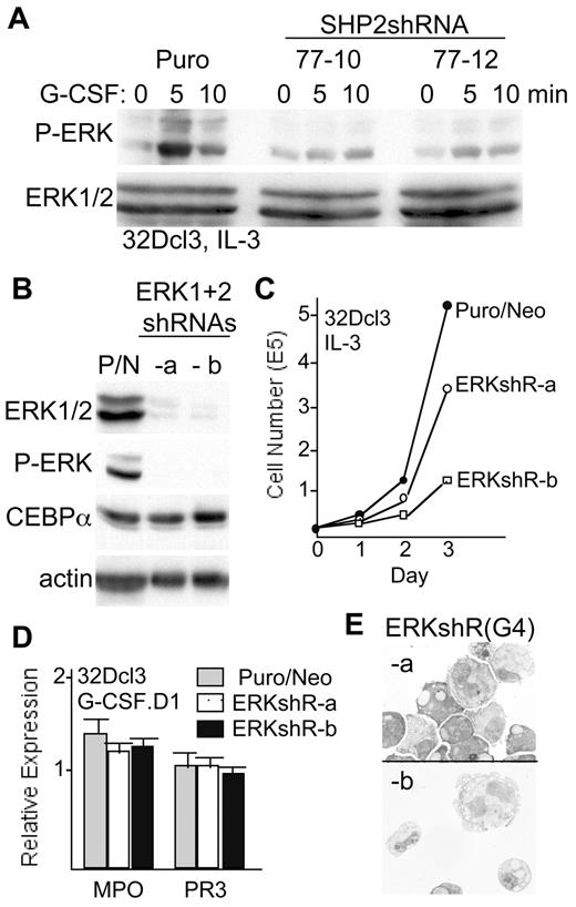 Figure 6. ERK knockdown does not reduce C/EBPα expression or impair granulopoiesis. (A) 32Dcl3-Puro (32D), 32Dcl3(shRNA-77)-10, or 32Dcl3(shRNA-77)-12 cells were removed from IL-3 for 3 hours and then exposed to G-CSF for 0, 5, or 10 minutes. Total cellular proteins were then subjected to Western blotting for phosphorylated ERK (P-ERK) or for total ERK levels. (B) Total cellular proteins from 32Dcl3 cells transduced with the pLKO.1-Puro and pLKO.1-Neo vectors (P/N) or from 2 subclones of 32Dcl3 cells (ERKshR-a and ERKshR-b) expressing shRNAs targeting ERK-1 and ERK-2 were subjected to Western blotting for ERK, P-ERK, C/EBPα, and β-actin. (C) Growth curves show daily viable cell counts for the cells transduced with empty vectors and for the 2 subclones with knockdown of ERK-1 and ERK-2. (D) Total cellular RNAs prepared from these 3 cell lines 1 day after transfer to G-CSF were analyzed for relative expression of MPO and PR3 RNAs. The average expression of PR3 RNA was set to 1.0 in the 32Dcl3-Puro/Neo cells. Results shown are mean and SE from 3 determinations. (E) 32Dcl3-ERK shRNA subclones ERKshR-a and ERKshR-b were cultured in G-CSF for 4 days, cytospun, and subjected to Wright-Giemsa staining.