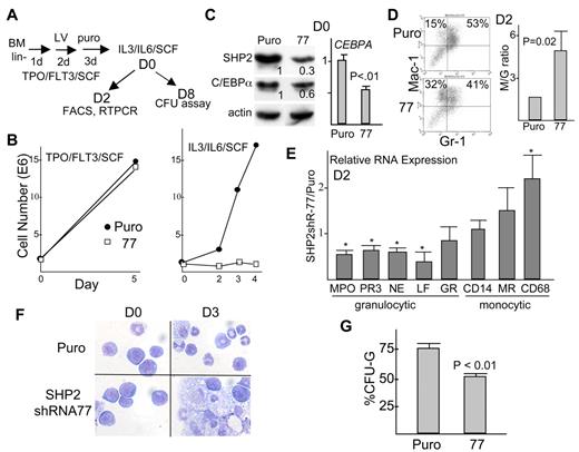 Figure 7. SHP2 knockdown suppresses granulopoiesis and favors monopoiesis in murine marrow cells. (A) Diagram of experimental protocol. Marrow cells were lineage-depleted, placed in TPO, FL, and SCF, transduced with pLKO.1 (Puro) or pLKO.1-shRNA-77, and then exposed to puromycin for 3 days. Viable cells were then transferred to IL-3, IL-6, and SCF on day 0 (D0), in liquid culture for FACS or RNA analyses or in methylcellulose for assay of myeloid colony-forming units (CFU). (B) Growth curves show viable cell counts over a 5 day period in TPO, FL, and SCF and daily after transfer to IL-3, IL-6, and SCF. (C) Western blot analysis of SHP2, C/EBPα, and β-actin expression on Day 0 (left). Relative intensity of SHP2 or C/EBPα bands is shown, normalized to β-actin. Expression of CEBPA RNA on day 0 (right), normalized to ribosomal protein S16 mRNA expression (mean and SE from 3 determinations). (D) Representative FACS analysis for Mac-1 and Gr-1 expression on Day 2 and the increase in the Mac-1+Gr-1− monocyte (M)/Mac-1+Gr-1+ granulocyte (G) ratio (mean and SE, with the M/G ratio set to 1 in each of 3 experiments). (E) Total cellular RNAs prepared on day 2 were analyzed for expression of the indicated mRNAs, normalized to S16 mRNA expression. The ratio of expression of each mRNA in cells transduced with SHP2 shRNA-77 relative to expression in cells transduced with empty vector is shown (mean and SE from 3 determinations). * indicates P < .05 relative to a ratio of 1.0. (F) Cells on day 0 or day 3 after transfer to IL-3, IL-6, or SCF were cytospun and subjected to Wright-Giemsa staining. (G) The proportion of CFU-G relative to CFU-G + CFU-M after culture of cells transduced with empty vector or shRNA-77 is shown (mean and SE from 3 determinations). Average number of CFU-G+CFU-M was 113/10 000 cells in the vector group and 30/10 000 cells in the shRNA-77 group. P < .01 for shRNA-77–expressing cells relative to vector transduced cells.