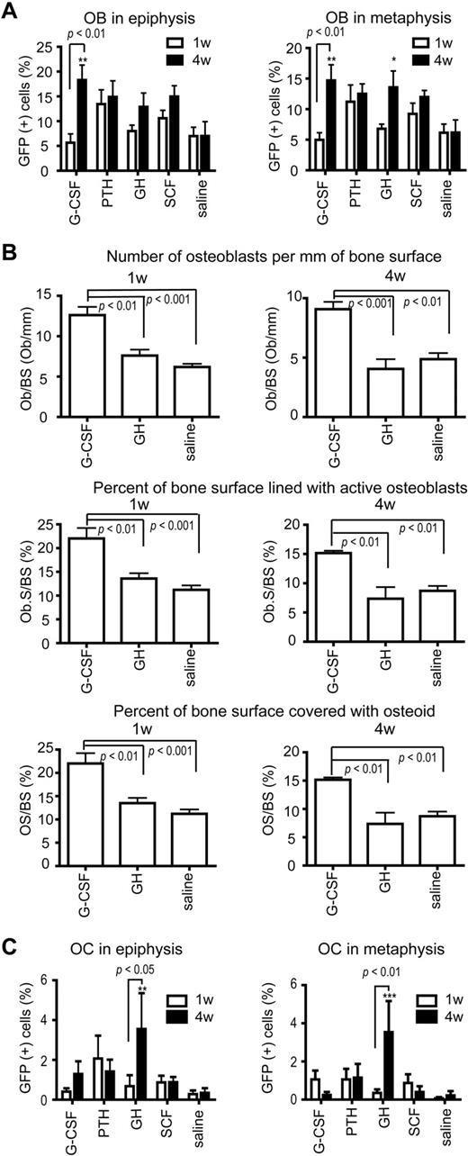 Figure 2. Osteopoietic chimerism and histomorphometry. (A) Osteoblast (OB) chimerism, determined by immunohistochemical staining for GFP expression, in the epiphysis (left) and metaphysis (right) at 1 and 4 weeks after cytokine treatment. n = 5 for each cytokine group at each time point; 8 sections per mouse were analyzed. (B) Histomorphometric analyses of bone from G-CSF–, GH-, and saline-treated mice obtained at 1 (left) and 4 (right) weeks after completion of the cytokine regimen. n = 5 for each cytokine group. (C) Osteocyte (OC) chimerism, determined by immunohistochemical staining for GFP expression, in the epiphysis (left) and metaphysis (right) at 1 and 4 weeks after cytokine treatment. n = 5 for each cytokine group at each time point; 8 sections per mouse. All data are presented as mean ± SE. Statistically significant relationships are indicated. ***P < .001, **P < .01, and *P < .05 compared with saline group at the same time point.