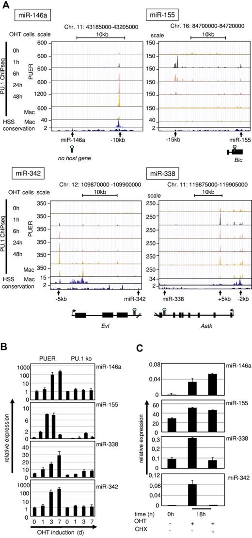 Figure 2. Validation of PU.1–up-regulated miRs. (A) UCSC browser images of ChIPseq data from PUER cells after OHT treatment for the indicated time points and of primary macrophages37 in alignment with global DNase HSS data of primary macrophages22 (second rows from the bottom) and with sequence conservation tracks (bottom rows) according to the phylop algorithm (phast package, http://compgen.bscb.cornell.edu/phast/). Genomic coordinates are indicated at the top and miR positions, host genes and PU.1 occupancy peaks are shown at the bottom. (B) Kinetics of PU.1 induction of target miR expression in PUER cells compared with PU.1 KO controls. PUER and PU.1 KO cells were incubated with OHT (100nM) for the indicated time points. MiR expression was determined from total RNA by qRT-PCR compared with U6 RNA. PUER cells were induced with OHT (100nM) in the presence of cycloheximide (2 μg/mL; CHX) for 18 hours to inhibit protein translation. (C) MiR expression was determined from total RNA by qRT-PCR compared with U6 RNA. Error bars indicate SD.