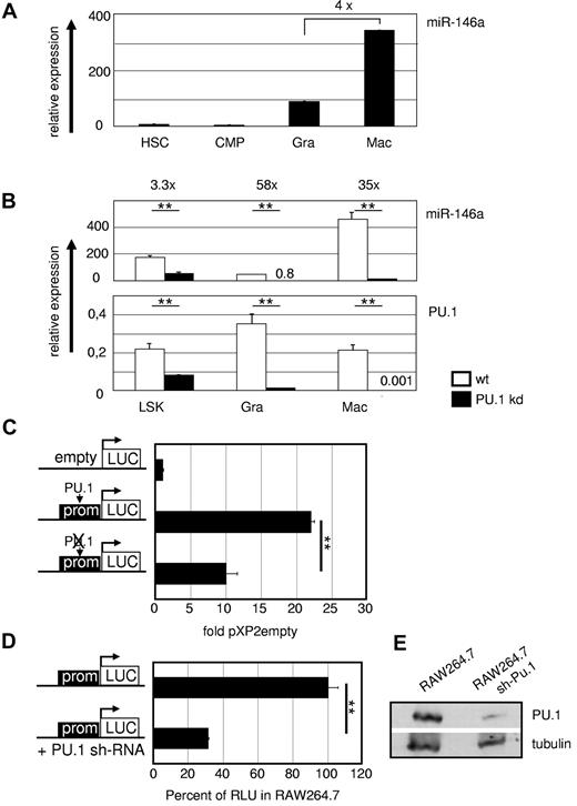 Figure 3. PU.1 regulates miR-146a in vivo. (A) MiR-146a expression in WT hematopoietic precursors and mature myeloid cells. miR-146a qRT-PCR was performed from FACS-purified HSCs (LSKs), common myeloid progenitors (CMPs; Lin−Sca-1−c-Kit+CD34+FcγRII/IIIlow), splenic granulocytes (Gra; Gr1+CD11b+), and splenic macrophages (Mac; Gr1−CD11b+). Data were compared with U6 RNA ± SD miR-146a and PU.1 mRNA expression in the indicated FACS-purified hematopoietic populations from WT and PU.1 KD animals. (B) MiR-146a was analyzed compared with U6 RNA, and PU.1 expression was determined relative to β-actin. **P < .001 by Student t test. (C) A 375-bp fragment containing the PU.1-binding site at 10 kb upstream of the genomic miR-146 locus was inserted in the pXP2 luciferase plasmid pXP2-(-)10kb. Mutation of the PU.1 motif (ctgaggaagt to ctgaccaagt) in the pXP2-(-)10kb construct, as indicated by the crossed-out PU.1 symbol in the pictogram, led to a marked reduction in reporter activity in transiently transfected myeloid RAW264.7 cells. Relative expression was determined 48 hours after transfection compared with pXP2 empty basal fluorescence activity (n = 3). **P < .001 by Student t test. (D) RAW264.7 cells carrying a stable PU.1 KD shRNA showed significantly lower miR146 promoter activity than plain RAW264.7 cells when transiently transfected with the WT pXP2-(-)10kb construct. Reporter activity of plain RAW264.7 cells was set to 100% (n = 3). **P < .001 by Student t test. (E) PU.1 expression in untreated and stably PU.1-shRNA–transfected RAW264.7 cells in Western blot normalized to levels of tubulin. Error bars indicate SD.