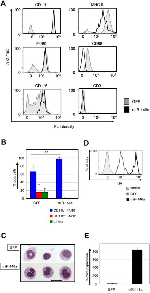 Figure 4. Ectopic miR-146a expression drives differentiation of HSC into peritoneal macrophages in vivo. (A) Representative FACS plots showing CD11b, F4/80, CD115, MHC-II, CD68, and CD3 expression within the GFP+ donor cell gates of peritoneal washouts from recipient mice that received transplantations with miR-146a (pre-miR-146a-GFP, solid black line) or empty vector (GFP, shaded gray line)–transduced LSK cells for 6-8 weeks. (B) Statistical analysis of FACS phenotypes of GFP+ donor-derived peritoneal cells (n = 6). **P < .001 by Mann Whitney U test. (C) Wright-Giemsa staining of cytospin preparations from FACS-purified GFP+ cells of peritoneal washouts of mice transplanted with control (GFP) or miR-146a–transduced LSK cells. The scale bar represents 10 μm. (D) In vivo phagocytosis capability was measured with FACS after IP challenge for 18 hours with UV-labeled latex beads. IP-challenged mice were transplanted with miR-146a (solid black line) or control (GFP, gray line)–transduced LSK cells for 6-8 weeks previously. Unstained control cells are depicted with a shaded gray line. (E) Quantification of ectopic miR-146a expression in GFP+ donor cells from peritoneal washouts of recipient mice transplanted with control or miR-146a–transduced LSK cells. Bars show the miR-146a qRT-PCR values in total RNA samples analyzed compared with U6 RNA. **P < .001 by Student t test. Error bars indicate SD.
