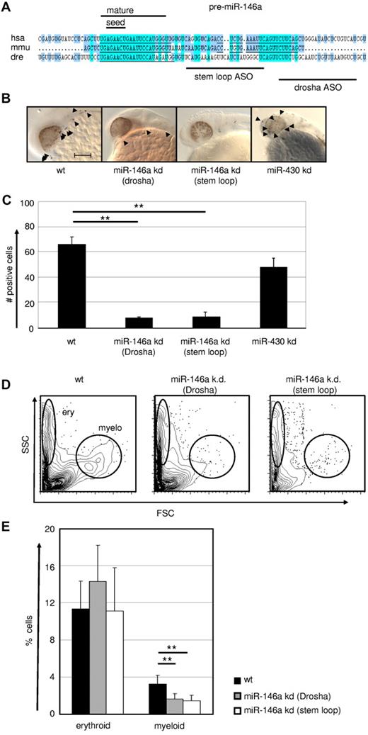 Figure 6. MiR-146a is required for emergence of macrophages during early zebrafish embryogenesis. (A) Conservation of pre–miR-146a sequences in the genomes of human, mouse, and zebrafish. Highlighted are the seed regions and the mature miR sequence. The target regions of the 2 independent ASOs to induce miR KD are indicated. Scale bar indicates 100 mm. Comparison of L-plastin+ macrophages (indicated by arrowheads) in WT, miR-146a KD (drosha cleavage), miR-146a KD (stem loop), and miR-430 KD in 24-28 hpf zebrafish embryos. Each control/KD embryo is shown with a lateral magnified view of the head. (C) Quantification of the L-plastin+ macrophage numbers in z-stack image files of whole-mount in situ hybridizations from controls or KD zebrafish as shown in Figure 5B (n = 5). **P < .001 by Student t test. (D-E) Generation of erythrocytes and macrophages in WT and ASO-treated zebrafish determined by FACS analysis of scatter plots of whole fish single-cell suspensions. Representative FACS plots (D) and statistical analysis (E) are displayed (n = 8). **P < .001 by Student t test. Error bars indicate SD.