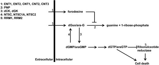 Figure 1. Purine metabolism overview. Schematic overview of main enzymes and transporters involved in purine conversion and uptake. ENT1-2 indicates equilibrative nucleoside transporter 1-2; CNT1-3, concentrative nucleoside transporter 1-3; PNP, purine nucleoside phosphorylase; dCK, deoxycytidine kinase; dGK, deoxyguanine kinase; NT5C, cytosolic 5′ nucleotidase 1A; NT5C1A, cytosolic 5′ nucleotidase 1A; NT5C2, cytosolic 5′ nucleotidase; and RRM1 and RRM2, ribonucleotide reductase subunit 1 and subunit 2.