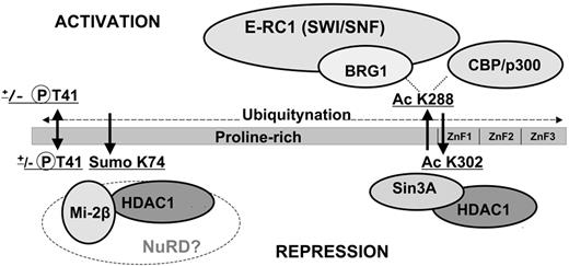 Figure 1. Schematic diagram of the EKLF protein. Shown are N-terminal proline-rich and C-terminal (C2H2 zinc fingers; ZnF) DNA-binding domains. EKLF activity is modulated by posttranslational modifications that promote protein-protein interactions. The transactivation activity of EKLF (top) is associated with the phosphorylation status of threonine 41 and acetylation of lysine 288.16–18 Acetylated K288 is involved in interactions with the chromatin-remodeling SWI/SNF-related complex (E-RC1) through the BRG1 subunit.19–21 The repression activity of EKLF (bottom) relies on an acetylation of K302, enabling its interaction with corepressors Sin3a and HDAC1.91,92 Sumoylation of K74 serves to tether components of NuRD repression complex via interaction with Mi2β and HDAC1.23 EKLF is also a substrate for ubiquitination; however, this modification is not specific to any particular internal lysine.93