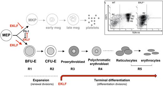 Figure 2. Role of EKLF in erythroid lineage development. At the MEP stage, EKLF represses megakaryopoiesis while at the same time it promotes erythropoiesis. This process likely relies, at least in part, on cross-antagonizing interactions between EKLF and Fli-1, a crucial megakaryocyte transcription factor. Committed erythrocyte progenitors expand through renewal divisions that occur during fetal erythropoiesis or after hypoxic stress.66 Terminal maturation of erythrocytes occurs throughout differentiation divisions, where cells undergo many changes: size reduction, hemoglobin accumulation, decrease in overall gene expression level, nuclear condensation, and ultimate extrusion. These events are particularly dependent on the presence of, and in some cases, the level of EKLF. The inset shows the progression of erythroid development in WT and EKLF-deficient fetal liver cells as monitored by presence of the cell-surface markers CD71 and Ter119. Discrete populations of cells (R1-R5) with distinct morphologies can be distinguished, which correspond to particular stages of cells during erythropoiesis, as described in “Dual role of EKLF in establishing lineage fate.” (Used with permission from Pilon et al.34)