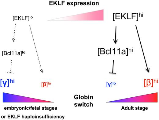 Figure 3. EKLF regulates globin switching. During embryonic and fetal development or in EKLF-haploinsufficient adults (left), EKLF levels are relatively low, resulting in low levels of adult β-globin and Bcl11a and high levels of γ-globin. In adults with 2 functional copies of EKLF (right), increased expression of EKLF in definitive red blood cells promotes high levels of adult β-globin and Bcl11a expression, the latter of which in turn represses γ-globin expression. (Modified from Bieker.94)
