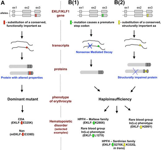 Figure 4. Mechanisms linking mutations in the EKLF/KLF1 gene with the impact that they have on erythrocyte phenotypes. The flow of gene expression from each of the 2 EKLF/KLF1 alleles at the top is shown as it progresses through transcript and protein expression, ultimately leading to the resultant phenotype and disorder as described in “EKLF mutations related to hematologic parameters and disease.” Selected examples from Table 1 are shown at the bottom that illustrate each mechanistic subtype. (A) A mutation (red) changes a functionally important amino acid (aa) and leads to an EKLF protein with altered properties that even in the presence of the WT allele causes a dominant mutant phenotype on a select subset of target genes. (B) Haploinsufficiency of EKLF follows as a consequence of: B(1), a mutation (green) that causes a premature stop codon in one allele, and the defective transcript undergoes nonsense mediated decay, leaving transcript from only a single WT allele to be translated into functional protein; B(2), a mutation (yellow) changes a structurally important amino acid and results in expression of a functionally impaired protein that decreases the pool of active EKLF to haploinsufficient levels. Positions of the mutations in the schematic are symbolic and do not relate to any precise amino acids.