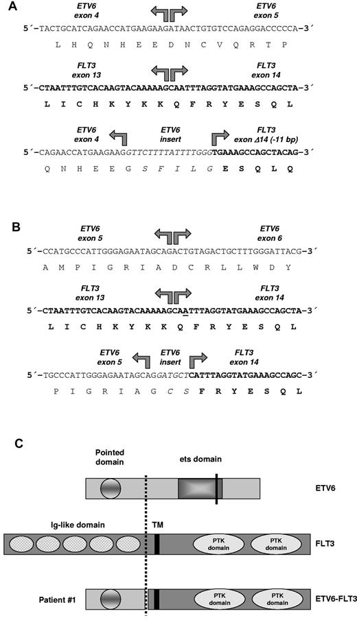 Figure 2. ETV6-FLT3 fusion genes and predicted protein structure. (A) RACE-PCR (3′-rapid amplification of cDNA ends) for ETV6 was performed with mRNA derived from patient 1 as described previously.8 Sequencing of RACE-PCR products revealed an in-frame fusion between ETV6 exon 4 and a truncated FLT3 exon 14 in patient 1 with insertion of a 16-bp sequence derived from ETV6 intron 4. The ETV6-FLT3 fusion gene was confirmed by RT-PCR. (B) Sequencing of RACE-PCR products revealed an in-frame fusion between ETV6 exon 5 and FLT3 exon 14 in patient 2 with insertion of a 6-bp sequence, probably derived from ETV6 intron 5. Interestingly, base pair number 2 (or 3) of FLT3 exon 14 was deleted in the fusion gene to retain the open-reading frame (underscored). The ETV6-FLT3 fusion gene was confirmed by RT-PCR. (C) The predicted ETV6-FLT3 protein of patient 1 retained the TK domain of FLT3. TM indicates transmembrane domain; PTK domain, protein-TK domain. Break point of patient 1 is indicated by a dashed line; the ETV6 break point of patient 2 as determined by RT-PCR and sequencing with primers TELFLT/f1&2 and TELFLT/r1&2 (supplemental Table 1, available on the Blood Web site; see the Supplemental Materials link at the top of the online article) is shown by a solid line, whereas its complete fusion protein is not shown.