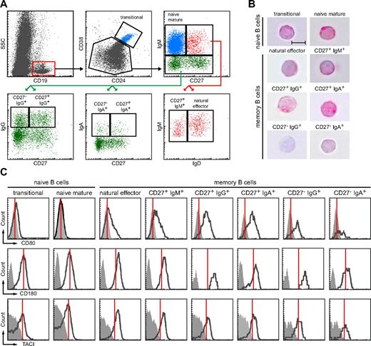 Figure 1. Isolation and phenotypic characterization of peripheral blood memory B-cell subsets. (A) Gating strategy to identify 2 naive and 6 memory B-cell subsets based on expression of CD24, CD38, CD27, and IgH isotypes. (B) H&E staining of sorted subsets revealed a typical lymphocytic morphology with large nucleus (purple) and little cytoplasm (pink; ×63, original magnification; bars represent 5 μm). (C) All 6 memory B cell subsets showed up-regulation of CD80, CD180 and TACI as compared with naive B cells. Expression levels are shown in black and isotype controls as filled, gray histograms. Red lines indicate mode expression levels for each molecule on naive mature B cells.