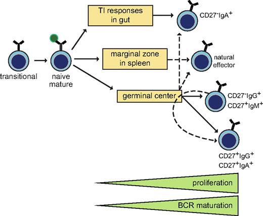 Figure 7. Model of human memory B-cell generation from GC-dependent and -independent pathways. Six purified memory B-cell subsets showed differential levels of proliferation and BCR maturation. Ig class-switching profiles and immunophenotyping of blood of CD40L-deficient patients supported delineation of these 6 subsets from T cell-dependent and -independent maturation pathways. CD27−IgA+ and natural effector B cells can be derived independently from T-cell help, probably locally in the gastrointestinal tract and from systemic responses in splenic marginal zone, respectively. The molecular profiles of CD27−IgG+ and CD27+IgM+ memory B cells resembled those of primary GC cells, whereas CD27+IgG+ and CD27+IgA+ memory B cells has increased proliferation and SHM levels suggestive of further maturation in consecutive GC response.