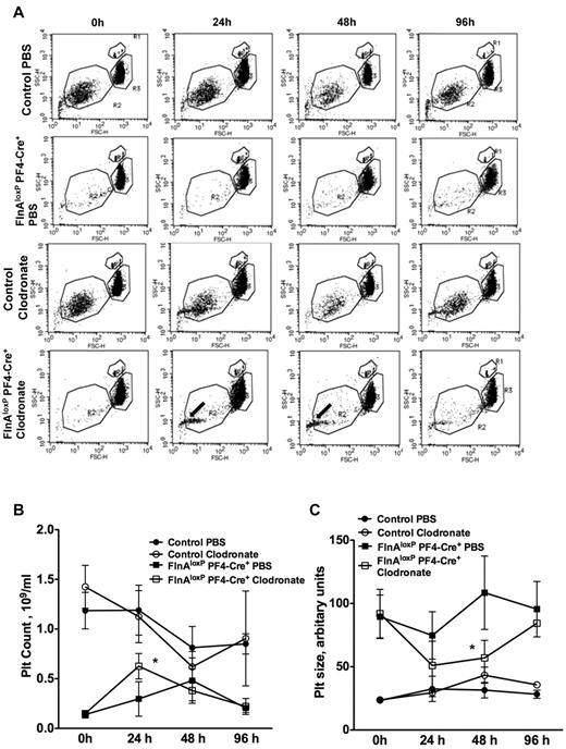 Figure 2. Macrophage depletion and microvesicle formation. (A) Control and FlnAloxP PF4-Cre mice were injected with PBS- or clodronate-encapsulated liposomes to ablate macrophages. Blood was collected at indicated time points, and platelet count and size were analyzed by flow cytometry. Results are forward/side scatter dot plots of each condition and are representative of 4 independent experiments. Gates represent beads (R1), platelets (R2), and erythrocytes (R3). Note the appearance of a population of small microvesicles in clodronate-treated FlnAloxP PF4-Cre mice (arrows). (B) Platelet counts increase and (C) platelet size decrease in FlnAloxP PF4-Cre mice after clodronate-liposome injection. Platelet size is measured by forward scatter and expressed as arbitrary units. Data represent the mean ± SD (n = 4). *P < .05.