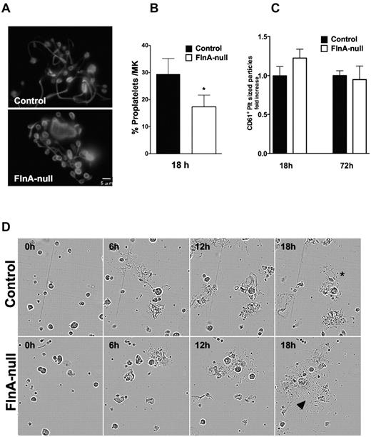 Figure 4. Altered thrombopoiesis in FlnA-null MKs. (A) Control and FlnA-null MK cultures with proplatelets on day 4 were visualized by immunofluorescence for β-tubulin. Images are representative of 4 different experiments. (B) The number of MKs extending proplatelets was counted 18 hours after BSA gradient (day 4 of culture) and expressed as the percentage of total MKs. Results are mean ± SD (n = 7). *P < .05. FlnA-null MKs have fewer proplatelets than control MKs. (C) Platelets in MK cultures were counted at 18 and 72 hours by flow cytometry. Data are expressed as ratio relative to control platelet counts and are mean ± SD (n = 4). (D) Control and FlnA-null MKs were subjected to time-lapse video microscopy and monitored for proplatelet formation. Frames presented were captured at 0, 6, 12, and 18 hours. Released platelets were observed in FlnA-null MK cultures (arrowheads). *Control cultures mostly contained proplatelet bearing MKs.