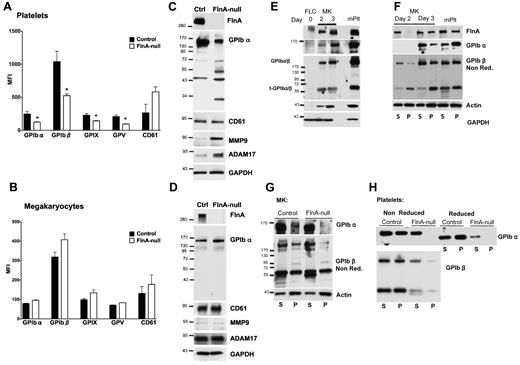 Figure 6. Protein expression in FlnA-null platelets and MKs. FlnA-null and control blood platelets (A) or MKs from day 3 cultures (B) were probed with fluorescein isothiocyanate-labeled antibodies for surface expression of GPIbα, GPIbβ, GPIX, GPV, and CD61 and analyzed by flow cytometry. Results are expressed as mean fluorescence intensity (MFI) and are mean plus or minus SD (n = 4). *P < .05. Expression of VWFR subunits is decreased on FlnA-null blood platelets but normal on FlnA-null MKs. Lysates of control and FlnA-null blood platelets (C) and MKs from day 3 cultures (D) were subjected to SDS-PAGE and probed with antibodies directed against FlnA, GPIbα, CD61, MMP9, and ADAM17; GAPDH was used as loading control. Blots shown are representative of 4 independent experiments. The increased degradation of GPIbα in the FlnA-null platelets correlated with high expression levels of MMP9 and ADAM17. (E) Lysates of mouse FLCs (day 0), immature (day 2), and mature (day 3) MKs and blood platelets (mPlt) were probed for FlnA, GPIbα, GPIbβ, and actin; GAPDH was used as loading control. The anti-GPIbβ antibody detects GPIbβ bound to GPIbα and the membrane-anchored truncated remainder of GPIbα (t-GPIbα) in nonreducing conditions. Maturation of MKs leads to increased expression of FlnA, GPIbα, GPIbβ, and actin. (F) Linkage of GPIb to the MK and platelet cytoskeleton. Triton X-100 soluble (S) and insoluble (P) fractions were collected by centrifugation of control MK and platelet lysates at 100 000g for 30 minutes at 4°C and probed for FlnA, GPIbα, and GPIbβ (in nonreducing conditions) and actin. At day 3, FlnA, GPIbα, and GPIbβ are tethered to F-actin in control MKs and platelets. GPIb is not tethered to the actin cytoskeleton of FlnA-null MKs (G) or platelets (H). Blots shown are representative of 3 independent experiments.