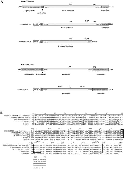 Figure 1. Structures and sequences of PR3 and HNE proteins. (A) Native forms of PR3 and HNE are shown as well as versions engineered for expression as fusions to the C-terminal of EGFP in rVV. Amino acid sequences are shown at the termini of the mature proteases as well as within the signal peptide, pro-dipeptide, and propeptide segments cleaved off during cellular processing (reviewed in Korkmaz et al1). The positions of the PR1 and PR2 epitopes are indicated in addition to amino acid substitutions introduced to inactivate the enzymatic activity. (B) Alignment of amino acid sequences and consensus of human and murine proteinase 3 and neutrophil elastase ORFs. The alignment uses the unprocessed forms of the polypeptides with N-terminal signal peptides, prodipeptides, and C-terminal propeptides still present. The regions of the PR1 epitope (completely conserved across the 4 proteins) and the PR2 epitopes (nonconserved) are indicated in black boxes.