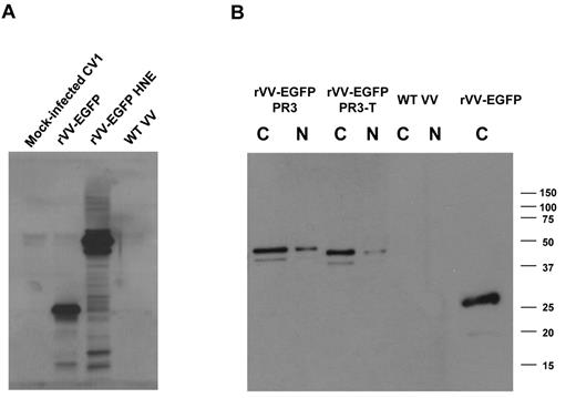 Figure 2. WB analysis of recombinant PR3 and HNE expression. CV1 cells were infected with rVVs expressing HNE, PR3, and PR3-T fused to EGFP. Cytoplasmic (C) and nuclear (N) fractions were prepared 24 hours after infection with rVVs at an MOI of 1. The blot was probed with an Ab to HNE (A) or to EGFP (B). Apparent molecular weights are indicated in kilodaltons. This image is representative of 3 rVV infection experiments.