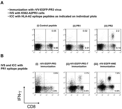 Figure 5. Immunodominance of PR2 over PR1 in rVV-EGFP-PR3–immunized mice. (A) Naturally processed PR3 protein was used as Ag for IVS. HHDII mice were immunized with rVV-EGFP-PR3, and splenocytes were expanded for 1 week in culture by stimulation with K562-A2PR3 cells. The cultures were then tested in ICC assays using irrelevant HIV-gag control peptide (i), or with PR1 peptide (ii), or with PR2 peptide (iii) as Ags. The IVS cultures contained PR2-specific CD8+ T cells but not PR1-specific CD8+ T cells. (B) Induction of PR1-specific CD8+ T cells by immunization with vaccinia expressing different proteases. Groups of HHDII mice were immunized with rVV-EGFP-PR3 (i), or with rVV-EGFP-PR3-T (ii), or with rVV-EGFP-HNE (iii). Splenocytes from all 3 groups were expanded by cocultivation with K562-A2 cells loaded with PR1 peptide and after expansion compared in ICC assays using PR1 peptide as Ag. These results are representative of 2 experiments using 3 or 4 mice.