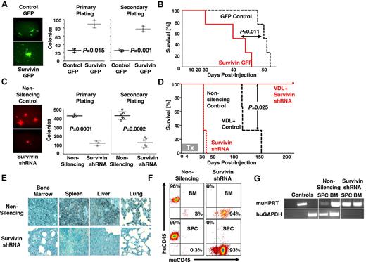 Figure 2. Loss of survivin decreases self-renewal, sensitizes leukemia cells to chemotherapy, and abrogates leukemia. (A) A lentiviral survivin IRES GFP (survivin-GFP) was used to overexpress survivin in ALL. GFP fluorescence imaging of colonies from control and transduced ALL cells (100× magnification; left panel) and counts of colonies of primary ALL (LAX7R) and survivin-GFP–transduced cells after primary and secondary replating (middle and right panel). (B) Kaplan-Meier survival curves of NSG mice engrafted with survivin-GFP or empty-GFP transduced primary ALL cells. (C) Primary ALL cells (LAX7R) cells transduced with either nonsilencing or survivin shRNA. Colony images (10×; left panel) and colony counts of primary and secondary plating (middle right panel). (D) Survival of NSG mice recipients of chemotherapy (VDL) and primary ALL transduced with either nonsilencing or survivin shRNA. The treatment (Tx) period was 28 days. (E) Representative histologic sections from mice showing BM, spleen, liver, and lung tissue stained for human CD45 (brown; 400× magnification). (F) FACS analysis of splenocytes (SPC) and BM cells from nonsilencing + VDL- and survivin shRNA + VDL–treated mice, stained for human and murine CD45. (G) Human GAPDH and murine HPRT were detected by PCR in splenocytes and BM genomic DNA.