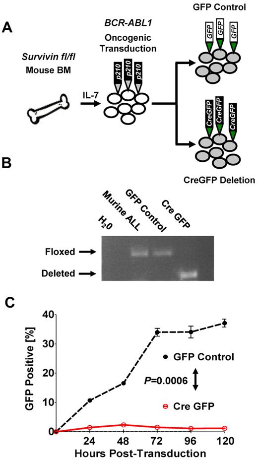 Figure 3. Conditional knockout of survivin abrogates leukemia in vitro. (A) Schematic of oncogenic transformation of IL-7–primed BM harvested from survivin floxed (survivinfl/fl) mice transformed with BCR-ABL p210 retrovirus. Subsequent to leukemic outgrowth after cytokine withdrawal, cultured cells were transduced with either GFP control or the Cre-GFP vector to inducibly delete survivin. (B) Conditional knockout of survivin. The presence of floxed and deleted survivin alleles in transduced cells was confirmed by PCR of genomic DNA. (C) Cre-GFP- and GFP control–transduced BCR-ABL p210 murine leukemia cultured cells were monitored for GFP expression by flow cytometry. Statistical analyses were performed at 120 hours. P < .0006.