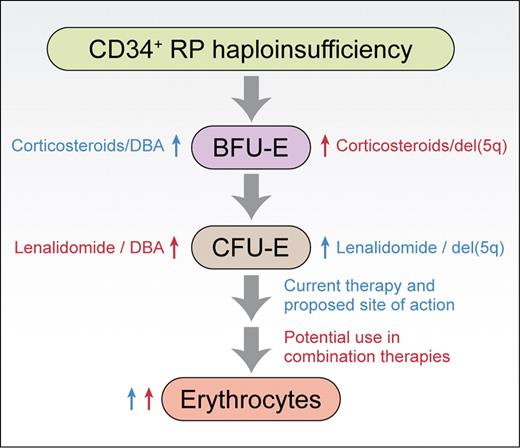 Based on the work of Narla et al,1 the sites of action of corticosteroids and lenalidomide in promoting erythropoiesis from CD34+ cells are shown. Similar sites of action are observed for normal CD34+ cells and CD34+ cells haploinsufficient for ribosomal protein Rps19 or Rps14 (RP haploinsufficiency). Blue labels are given for existing therapies, red labels are provided for potential combination therapies. Professional illustration by Kenneth X. Probst.