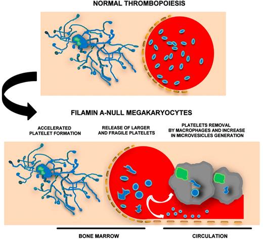 Filamin A-null megakaryocytes rapidly release fragile and giant platelets that microvesiculate and are promptly removed from circulation by macrophages.
