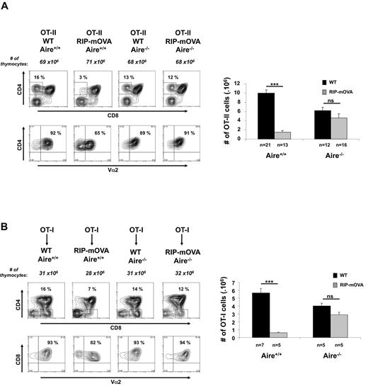 Figure 2. Aire regulates negative selection in RIP-mOVA mice. (A) Thymocytes (3-week-old mice) generated by crossing OT-II.Aire+/− to RIP-mOVA.Aire+/− mice were analyzed by flow cytometry for expression of CD4, CD8, and Vα2 (representative contour plots, left) and enumerated for SP thymocytes expressing high levels of TCR (CD4+CD8−Vα2+ cells, right). (B) Thymocytes (6 weeks postreconstitution) from chimeric mice generated by reconstituting wt.Aire+/+, wt.Aire−/−, RIP-mOVA.Aire+/+, or RIP-mOVA.Aire−/− mice with OT-I BM were analyzed by flow cytometry for expression of CD4, CD8, and Vα2 (representative contour plots, left) and enumerated for SP thymocytes expressing high levels of TCR (CD4−CD8+Vα2+ cells, right). Representative contour plots were not all from the same experiment: Aire+/+ groups are matched, as are Aire−/− groups. Histograms show the mean ± SEM for each group. n = number of mice pooled from several experiments. Figures 2B and 6 share the same groups lacking expression of the RIP transgene. Significance relative to WT: ***P ≤ .001; ns indicates not significant.