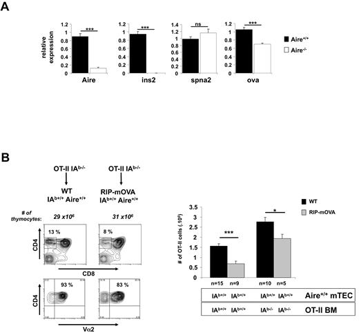 Figure 3. RIP-mOVA mTEC show Aire-dependent regulation of mOVA and directly cause deletion of OT-II cells. (A) Aire regulates mOVA mRNA expression in RIP-mOVA transgenic mice. Relative expression of Aire, Ins2, Spna2, and OVA was determined by quantitative-real time PCR on cDNA prepared from CD45−-enriched thymic cells. Expression values are shown relative to WT after normalization to Hprt. Data shown are the mean ± SEM of 4 independent experiments. A total of 6-10 individual thymi were pooled per experiment. Significance relative to WT: ***P ≤ .001; ns indicates not significant. (B) mTEC are able to present OVA on MHC II. Lethally irradiated 8-week-old B6 or RIP-mOVA mice were grafted with wt or IAb-deficient OT-II BM. Six weeks after reconstitution, thymocytes from the indicated mice were analyzed by flow cytometry for expression of CD4, CD8, and Vα2 (representative contour plots, left) and enumerated for SP thymocytes expressing high levels of TCR (CD4+CD8−Vα2+ cells, right). Contour plots (left) show a representative experiment for recipients of IAb−/− OT-II BM. Histograms (right) show the mean ± SEM for each group. n = number of mice pooled from several experiments. Figure 3B, Figure 5, and supplemental Figure 3 share the same groups lacking expression of the RIP transgene. Significance relative to WT: *P ≤ .05; ***P ≤ .001. In separate experiments, DCs from chimeric mice receiving IAb-deficient were shown to be virtually all derived from donor BM as evidenced by the absence of cells expressing high levels of MHC II and CD11c (data not shown).
