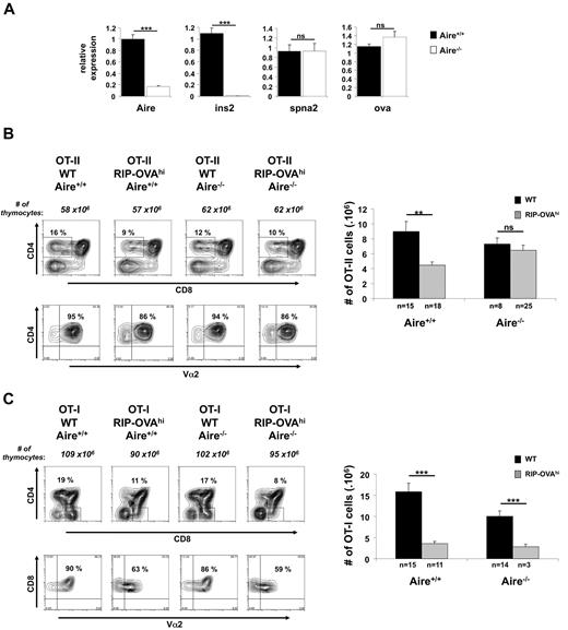 Figure 4. RIP-OVAhi mTEC show Aire-independent regulation of OVAhi and cause deletion of OT-I cells but not the OT-II cells. (A) Relative expression of Aire, Ins2, Spna2, and OVAhi was determined by quantitative RT-PCR on cDNA prepared from CD45−-enriched cells. Expression values are shown relative to WT after normalization to Hprt. Data shown are the mean ± SEM of 4 independent experiments. A total of 6-8 individual thymi were pooled per experiment. Significance relative to WT: ***P ≤ .001; ns indicates not significant. (B) Thymocytes (3-week-old mice) generated by crossing OT-II.Aire+/− to RIP-OVAhi.Aire+/− mice were analyzed by flow cytometry for expression of CD4, CD8, and Vα2 (representative contour plots, left) and enumerated for SP thymocytes expressing high levels of TCR (CD4+CD8−Vα2+ cells, right). (C) Thymocytes (3-week-old mice) generated by crossing OT-I.Aire+/− to RIP-OVAhi.Aire+/− mice were analyzed by flow cytometry for expression of CD4, CD8, and Vα2 (representative contour plots, left) and enumerated for SP thymocytes expressing high levels of TCR (CD4−CD8+Vα2+ cells, right). Contour plots show a representative experiment. Histogram shows the mean ± SEM for each group. n = number of mice pooled from several experiments. Significance relative to WT: **P ≤ .01; ***P ≤ .001; ns indicates not significant.