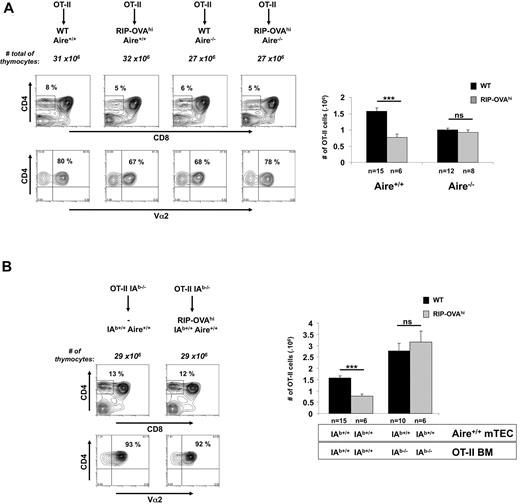 Figure 5. Aire expression in mTEC and BM-derived cells are required to cause the deletion of OT-II cells. (A) Thymocytes (6 weeks postreconstitution) from chimeric mice generated by reconstituting wt.Aire+/+, wt.Aire−/−, RIP-OVAhi.Aire+/+, or RIP-OVAhi.Aire−/− mice with OT-II BM were analyzed by flow cytometry for expression of CD4, CD8, and Vα2 (representative contour plots, left) and enumerated for SP thymocytes expressing high levels of TCR (CD4+CD8−Vα2+ cells, right). (B) mTECs are not able to present OVA on MHC II. Lethally irradiated 8-week-old B6 or RIP-OVAhi mice were grafted with IAb-deficient OT-II BM. At 6 weeks after reconstitution, thymocytes from the indicated mice were analyzed by flow cytometry for expression of CD4, CD8, and Vα2 (representative contour plots, left) and enumerated for SP thymocytes expressing high levels of TCR (CD4+CD8−Vα2+ cells, right). Contour plots show a representative experiment. Histogram shows the mean ± SEM for each group. n = number of mice pooled from several experiments. Figure 5A and supplemental Figure 3 as well as Figures 5B and 3B share, respectively, the same groups lacking expression of the RIP transgene. Significance relative to WT: ***P ≤ .001; ns indicates not significant.