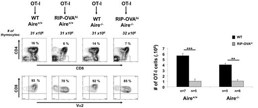 Figure 6. Aire is not involved in the deletion of OT-I cells. Thymocytes (6 weeks postreconstitution) from chimeric mice generated by reconstituting wt.Aire+/+, wt.Aire−/−, RIP-OVAhi.Aire+/+, or RIP-OVAhi.Aire−/− mice with OT-I BM were analyzed by flow cytometry for expression of CD4, CD8, and Vα2 (representative contour plots, left) and enumerated for SP thymocytes expressing high levels of TCR (CD4−CD8+Vα2+ cells, right). Representative contour plots were not all from the same experiment: Aire+/+ groups are matched, as are Aire−/− groups. Histograms show the mean ± SEM for each group. n = number of mice pooled from several experiments. Figures 6 and 2B share the same groups lacking expression of the RIP transgene. Significance relative to WT: **P ≤ .01; ***P ≤ .001; ns indicates not significant.