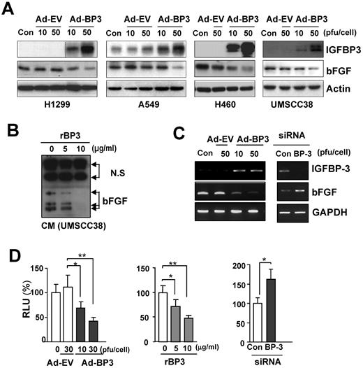 Figure 2. IGFBP-3 down-regulates bFGF transcription. (A) Western blot analysis of IGFBP-3 and bFGF expression in NSCLC and HNSCC cells 2 days after infection with Ad-EV or Ad-BP-3. (B) Reduced bFGF levels in the CM from rBP-3–treated UMSCC38 cells. N.S. indicates nonspecific bands. (C) Semiquantitative RT-PCR analysis of bFGF expression in H460 cells infected with Ad-EV or Ad-BP-3 (left) or transfected with scrambled (Con) or IGFBP-3 (BP-3) siRNA (right). (D) Luciferase assay to determine the effect of IGFBP-3 on bFGF promoter activity in H460 cells transiently transfected with bFGF-Luc in association with Ad-BP-3 or Ad-EV infection at the indicated doses (left), rBP-3 treatment (middle), or scrambled (Con) or IGFBP-3 (BP-3) siRNA cotransfection (right). The results represent the means (bars, SDs) of triplicate results. *P < .05; **P < .01; ***P < .001.