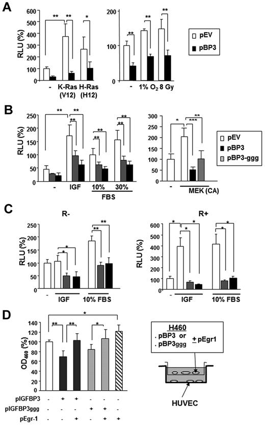 Figure 4. IGFBP-3 inhibits Egr-1 expression independently IGF-1. (A-B) The wild-type 1.2-kb Egr-1 promoter reporter construct (Egr1-A-Luc) was transiently transfected, with or without pBP-3 or pBP-3-ggg, into NSCLC H460 cells. (A) Cells were stimulated by cotransfection of plasmids containing mutants of K-Ras (V12) or H-Ras (V12) or by exposure to hypoxia (1% O2) or γ-radiation (8 Gy). (B) Cells were stimulated by IGF-1 (50 ng/mL) or FBS (10% and 30%) for 24 hours or cotransfected with plasmids expressing CA MEK. (C) R− (IGF-1R null mouse fibroblasts) and R+ (R− cells transfected with IGF-1R) cell lines were cotransfected with Egr1-A-Luc and pBP-3 or pIGFBP-3-ggg and then stimulated by IGF-1 (50 ng/mL) or FBS (10%) for 24 hours. The data are the mean ± SD from 3 independent experiments, with 4 replicates per experiment. *P < .05, **P < .01. (D) In vitro evaluation of the antiangiogenic potential of IGFBP-3. pBP-3–transfected H460 cells show less stimulatory activity for HUVEC proliferation than untransfected H460 cells in a coculture assay system. The values are the mean ± SD from 2 separate experiments, with 3 replicates per experiment. *P < .05, **P < .01, ***P < .001.