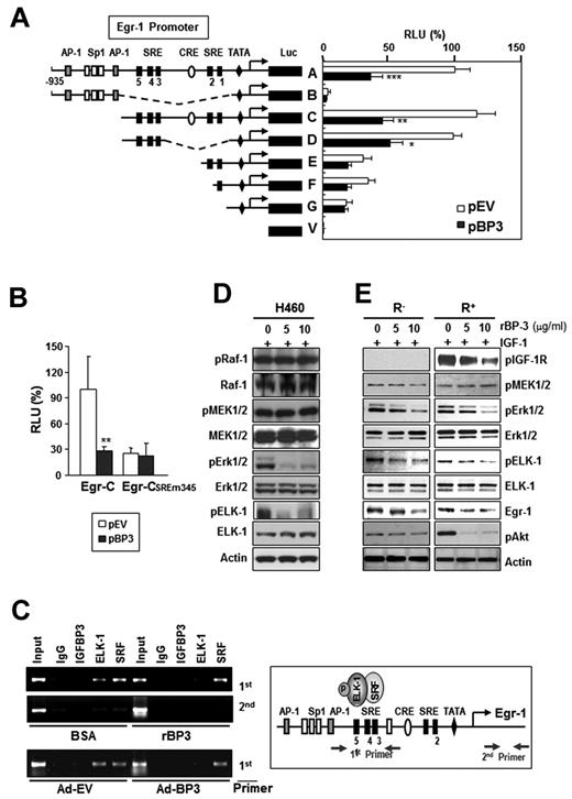 Figure 5. IGFBP-3 inhibits Egr-1 transcription by inactivating Erk-Elk1 and Elk1 binding to SRE sites in the Egr-1 promoter. (A-B) IGFBP-3's effects on Egr-1 promoter activity. H460 cells were transiently cotransfected with Egr-1 Luc constructs (A) or an Egr-1 Luc construct carrying mutations in the 3 5′-SRE sites (SRE 3, 4, and 5; B), along with an empty vector (pEV) or pBP-3. The important genetic elements in the Egr-1 regulatory region are shown, including the SRE sites, CRE sites, GC, and TATA boxes. The data are the mean ± SD from 3 independent experiments, with 4 replications per experiment. *P < .05, **P < .01, ***P < .001 compared with pEV-transfected cells. (C) IGFBP-3 reduces in vivo binding of Elk-1 to the Egr-1 promoter. H460 cells, treated with rBP-3 or bovine serum albumin or infected with Ad-BP-3 or Ad-EV, cross-linked and immunoprecipitated with antibodies specific for IGFBP-3, Elk-1, SRF, or a normal serum control antibody (immunoglobulin). The second primer denotes PCR samples using a pair of negative control primers corresponding to the exon 1 sequence of the Egr-1 gene. (D-E) Western blot analysis for the indicated proteins in H460 cells (D) and R− and R+ cells (E) treated with the indicated concentrations of rBP-3 for 2 days and stimulated with IGF-1 for 15 minutes.