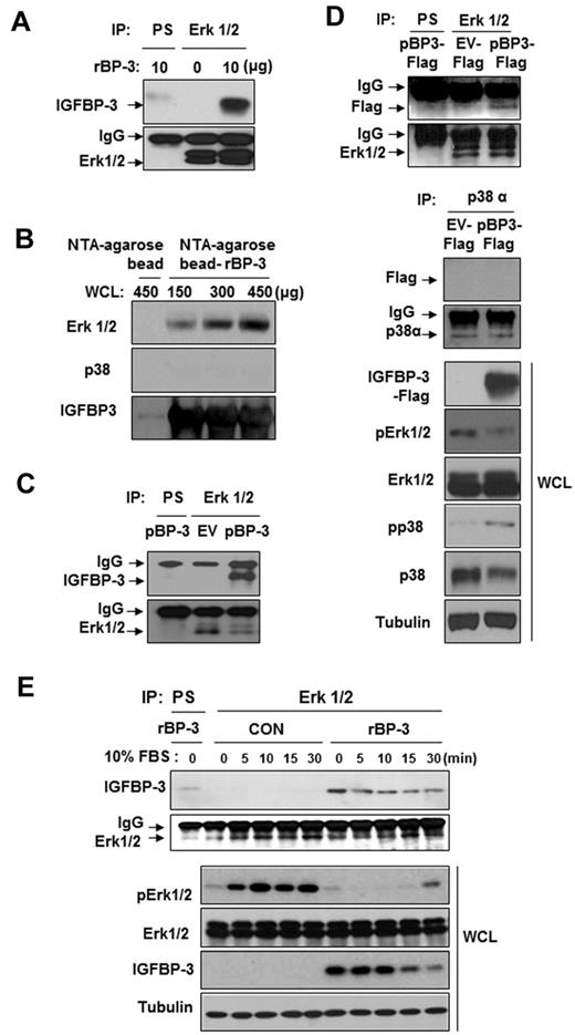 Figure 6. IGFBP-3 binds to and inactivates Erk. (A,C-D) H1299 cells were pretreated with rBP-3 for 3 hours (A) or transiently transfected with pEV or pBP-3 (C), or with pEV-Flag or pBP-3-Flag (D) for 2 days. Lysates from H1299 cells were used for immunoprecipitation with rabbit anti-Erk1/2 antibody. Erk1/2, Flag, IGFBP-3, and p38α were detected by Western blotting. Whole cell lysates (WCLs) were subjected to a Western blot assay for phospho-Erk and phospho-p38 to determine specific inhibition of Erk by IGFBP-3. EV: empty vector. pBP-3-Flag: pCMV6-IGFBP-3-Flag. (B) Ni-NTA bead-bound his-tagged rBP-3 was incubated with H1299 whole cell lysate (150, 300, or 450 μg) for 5 hours before being washed and subjected to Western blot analysis for Erk1/2, p38α, and IGFBP-3. (E) H1299 cells were incubated with rBP-3 for 3 hours and stimulated with 10% FBS; samples were removed at different time points, as shown. The cell lysates were used for immunoprecipitation with rabbit anti-Erk antibody. Western blotting was used to detect IGFBP-3 and Erk from immunoprecipitation or whole cell lysates.