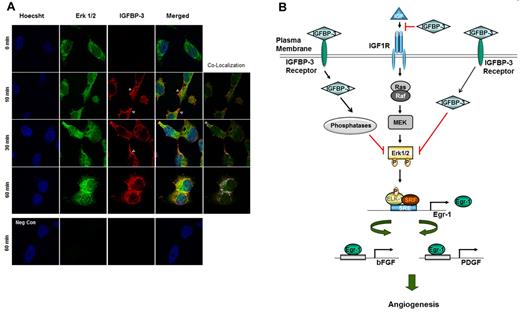 Figure 7. Translocalization and colocalization of rBP-3 with Erk in H1299 cells. (A) H1299 cells on cover slips were treated with rhIGFBP-3 (10 μg/mL) and fixed at 0, 10, 30, and 60 minutes after being washed 3 times in PBS. Nuclei (blue) were stained with Hoechst 33342 (1 μg/mL). Erk1/2 (green) was stained with mouse anti-Erk antibody and secondary antibodies conjugated with Alexa Fluor 488. IGFBP-3 (red) was stained with rabbit anti-IGFBP-3 antibody and secondary antibodies conjugated with Alexa Fluor 568. For the negative control, cells treated with rhIGFBP-3 for 60 minutes were stained with secondary but not primary antibodies. Neg Con: negative control. Colocalization map: schematic plot of colocalization; white dots represent the colocalization of Erk and IGFBP-3. The empty arrowhead indicates IGFBP-3 accumulation near the cell membrane. (B) Schematic model of IGFBP-3's angiogenesis inhibition. IGFBP-3 inhibits tumor angiogenesis by IGF-dependent and -independent mechanisms. In the IGF-independent mechanism, IGFBP-3 directly binds to and inactivates Erk1/2, prevents Elk-1 activation and binding between activated Elk-1 and Egr-1 promoter, and inhibits expression of Egr-1 and its target genes, including bFGF and PDGF, resulting in suppression of angiogenesis and tumor growth.