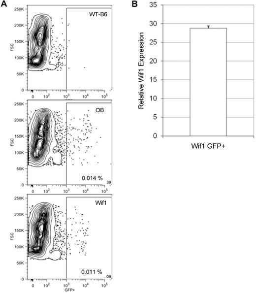 Figure 2. Expression of transgenic Wif1 in bone. (A) Bones were crushed from cohorts of Wif1 and OB mice and collagenased. Resultant cells were lineage depleted and profiled for GFP expression by flow cytometry. Gating is on viable lineage-negative cells. There are similar numbers of GFP+ cells in the bones of Wif1 (0.0088% ± 0.00013%; n = 8) and OB (0.011% ± 0.00014%; n = 15) mice. (B) Expression of Wif1 (both endogenous and transgenic) in sorted GFP+ cells from Wif1 mice was compared with that in GFP+ cells from OB mice (expression arbitrarily set to 1). Five animals were pooled for sorting. Data are represented as relative Wif1 mRNA expression levels ± SD (n = 2).