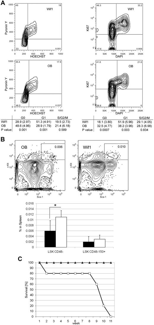 Figure 4. Wif1 mice are less quiescent in BM, more prevalent in spleen, and depleted after 5-FU treatment. (A) Left panels: A representative cell cycle profile of flow-sorted LSK cells further stained with Hst/PY, gating on viable LSK cells. The table below the plots: Data from 4 separate experiments using sorted LSK cells from 3 to 5 mice for each strain as mean (SD) at 2.5 to 6 months of age. Right panels: An alternative cell cycle method using the Ki67 antibody as a marker for proliferation and DAPI for DNA content, gating on LSKCD48− cells. The table below: Data from 5 individual mice of each strain. For both methods, the bottom left quad represents G0; top left quad, G1; and top right, S/G2/M. Significance was determined by paired 2-tailed t test. (B) The top flow profiles display representative plots of the LSKCD48− cells in the spleens of OB (left) and Wif1 (right) mice. Bottom bar graph: There are significantly more LSKCD48− cells in the spleens of Wif1 mice (white bar) than control OB (black bar; P = .033), although this significance is lost in the LSKCD48−CD150+ population (P = .419). Significance was determined by paired 2-tailed t test; n = 5 mice/strain. (C) Wif1 mice die of repeated 5-FU administration. Control OB (▴) and Wif1 (□) mice were intraperitoneally injected with 100 mg/kg 5-FU once a week. Results are represented as the percentage of surviving mice over an 11-week time period, after which all Wif1 mice died (n = 10).