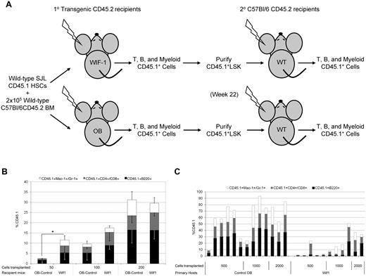 Figure 5. The behavior of naive HSCs after transplantation into a Wif1 microenvironment. (A) Schematic representation of the transplantation study. (B) HSCs reconstitute Wif1 mice at significantly higher levels than control OB hosts at low doses. A total of 50, 100, or 200 LSKCD34− HSCs from CD45.1 SJL BM were transplanted together with 2 × 105 congenic CD45.2 BM cells from C57Bl/6 mice into lethally irradiated control OB or Wif1 recipients. Data are represented as the percentage of CD45.1+ cells ± SD in the myeloid, T, and B peripheral blood cells, 12 weeks after transplantation (n = 4 or 5, P = .03 at a cell dose of 50). (C) HSCs have a compromised self-renewal potential in secondary wild-type hosts after primary transplant into Wif1 hosts. A total of 500, 1000, or 2000 sorted CD45.1+ donor LSK cells from primary OB or Wif1 recipients were transplanted into lethally irradiated congenic C57Bl/6 recipients. Results are percentage of CD45.1+ cells in B, T, and myeloid peripheral blood cells in each individual mouse at 19 weeks after secondary transplantation. Significance was determined by a 2-tailed t test: 500 cells, P = .006; 1000 cells, P = .044; and 2000 cells, P = .049.