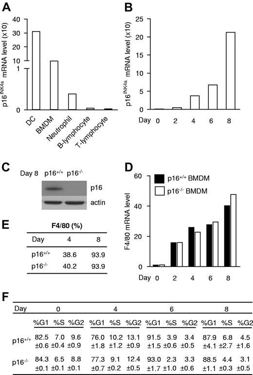 Figure 1. p16INK4a is expressed, but does not influence maturation or the cell cycle in macrophages. (A) p16INK4a mRNA expression was measured in immune cells isolated from mice: dendritic cells (DC), BM-derived macrophages (BMDMs), neutrophils, B lymphocytes, and T lymphocytes. (B) p16INK4a mRNA expression was measured at different stages during differentiation of BMDM isolated from p16+/+ mice. Because p16INK4a fold induction differs between experiments, data are from 1 of 3 distinct experiments. (C) p16INK4a protein expression in p16+/+ and p16−/− BMDM was analyzed by Western blot with an anti-p16INK4a Ab. Anti-actin Ab was used as loading control. (D-E) Increase of the macrophage marker F4/80 mRNA expression (D) and protein expression (E) measured by, respectively, QPCR and flow cytometry in p16+/+ and p16−/− BMDM. Data are shown from 1 of 3 independent experiments. (F) Cell-cycle analysis by propidium iodide staining of p16+/+ and p16−/− BMDM during differentiation expressed in % of events ± SD.