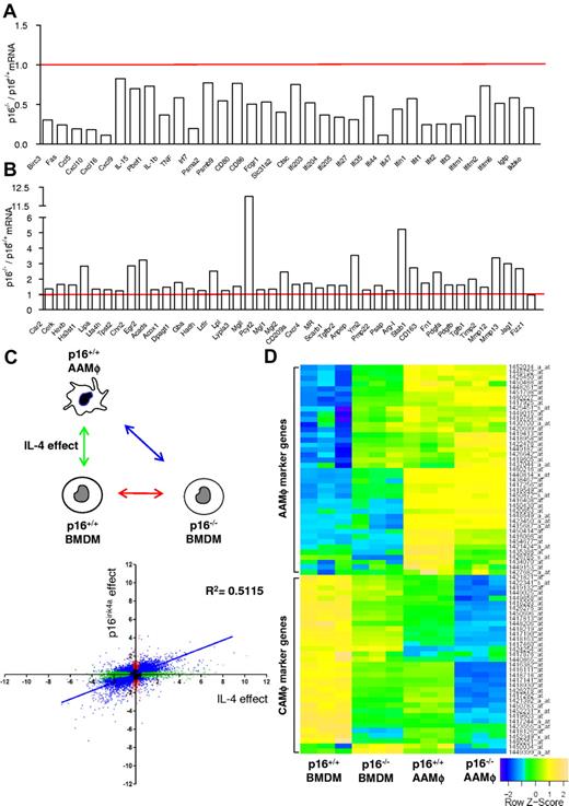 Figure 2. p16INK4a deficiency induces a gene expression profile resembling IL-4–induced macrophage polarization. Microarray analysis using mRNA from p16−/− BMDM compared with p16+/+ BMDM showed (A) decreased mRNA expression of classically activated macrophage-associated genes and (B) increased mRNA expression of alternatively activated macrophage-associated genes. Data are expressed as fold change relative to p16+/+ BMDM. (C) Differential gene expression in p16−/− BMDM relative to p16+/+ BMDM was correlated with the changes induced in IL-4–induced p16+/+ AAMφ. The figure shows 2 log values of the probesets significantly (P < .05) regulated only in p16−/− BMDM (red dots), only in IL-4–polarized p16+/+ AAMφ (green dots) and by both conditions (blue dots), compared with p16+/+ BMDM. The x-axis represents differences in gene expression induced by IL-4, whereas the y-axis represents the effect of p16INKa deficiency. These comparisons are depicted in the schematic representation of the protocol in the corresponding colors. Pearson correlation analysis was done for probesets differentially expressed by both conditions (blue). (D) Heat map of p16+/+ BMDM, p16−/− BMDM, IL-4–polarized p16+/+, and p16−/− AAMφ gene expression profiles. Colors fluctuate from blue (poorly expressed) to green (intermediate expression) and yellow (high expression). Additional information regarding gene description, fold induction, and P value can be found in supplemental Table 3.