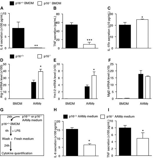 Figure 3. p16INK4a-deficient macrophages phenotypically and functionally resemble IL-4–polarized alternatively activated macrophages. Protein secretion of IL-6 (A), TNF (B), and IL-1Rn (C) was measured in the culture medium of p16+/+ and p16−/− BMDM by ELISA. (D-F) QPCR analysis of Arg-I (D), Ym1/2 (E), and Mgl2 (F) of p16+/+ and p16−/− AAMφ polarized by addition of 15 ng/mL IL-4 from day 0 of differentiation. (G) Schematic representation of the indirect coculture experiment. (H-I) LPS-induced secretion of IL-6 (H), and TNF (I) was determined by ELISA in p16+/+ BMDM supernatants resulting from indirect coculture. Statistically significant differences are indicated (t test; ***P < .001, **P < .01, and *P < .05).