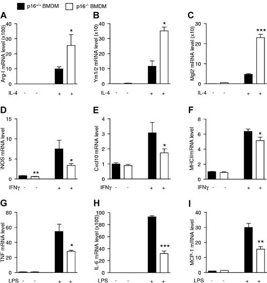 Figure 4. p16INK4a deficiency modulates macrophage responses to alternatively and classically polarizing stimuli. mRNA expression from p16+/+ and p16−/− BMDM activated with 15 ng/mL IL-4 during 24 hours (A-C), 10 ng/mL IFNγ during 12 hours (D-F), or 100 ng/mL LPS during 2 hours (G) or 24 hours (H-I). mRNA expression of the IL-4–induced target genes Arg-I (A), Ym1/2 (B), and Mgl2 (C); IFNγ-induced target genes iNOS (D), Cxcl10 (E), and MHCII (F); and LPS-induced target genes TNF (G), IL-6 (H), and MCP-1 (I) was quantified by QPCR and expressed as fold increase compared with respective controls. Statistically significant differences are indicated (t test; ***P < .001 **P < .01, and *P < .05).