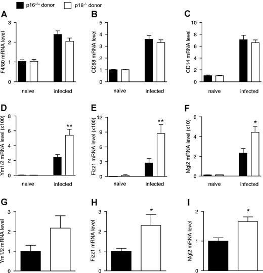 Figure 5. Hematopoietic deficiency of p16INK4a exacerbates hepatic alternative macrophage activation of S mansoni–infected mice. Hepatic mRNA expression from mice transplanted with either p16+/+ or p16−/− BM which were not infected (naive) or infected with S mansoni, 9 weeks postinfection. mRNA expression of the macrophage markers F4/80 (A), CD68 (B), and CD14 (C); AAMφ markers Ym1/2 (D), Fizz1 (E), and Mgl2 (F) was quantified by QPCR and expressed as fold increase compared with their respective naive controls. Data were obtained from n = 10 naive and n = 14 infected mice per genotype. Hepatic granulomas were isolated by laser-capture microdissection and mRNA expression of the AAMφ markers Ym1/2 (G), Fizz1 (H), and Mgl2 (I) was quantified by QPCR. Statistically significant differences are indicated (t test; **P < .01 and *P < .05).