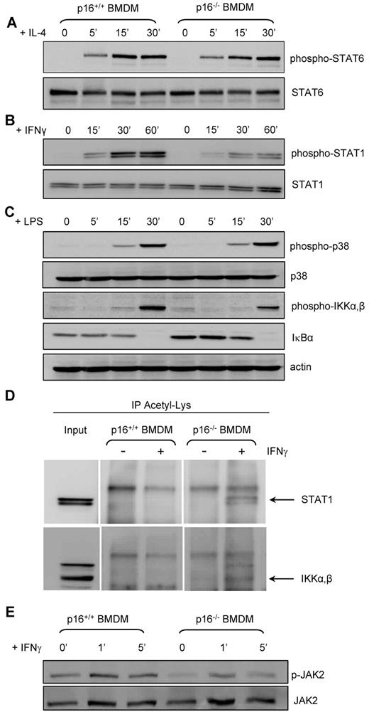 Figure 7. p16INK4a deficiency diminishes JAK2-STAT1 and NF-κB signaling and increases acetylation of STAT1 and IKKα,β. Total protein extracts of p16+/+ and p16−/− BMDM treated with 15 ng/mL IL-4 (A), 2.5 ng/mL IFNγ (B) and (E), and 100 ng/mL LPS (C) for the times indicated. Western blots were performed with the indicated Abs. (D) Total protein extracts from p16+/+ and p16−/− BMDM treated with 2.5 ng/mL IFNγ for 5 hours were then immunoprecipitated (IP) with an anti-Acetyl-Lys Ab and then immunoblotted with an anti-STAT1 Ab or with an anti-IKKα,β Ab, as indicated. Input corresponds to 5% of total protein extract used for immunoprecipitation.