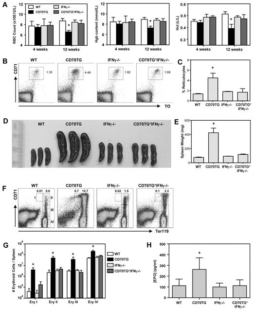 Figure 1. CD70TG mice develop IFN-γ–dependent anemia. Analysis of WT, CD70TG, IFN-γ−/−, and CD70TG*IFN-γ−/− mice. (A) Hemocytometric analysis at 4 and 12 weeks of age: Hgb indicates hemoglobin; and Hct, hematocrit. Data are mean ± SD bar graphs for 3-5 mice per group. *Significant difference (P < .05) between CD70TG mice and all other groups (2-way ANOVA with Bonferroni correction). (B-C) Representative dot plots and bar graph depicting the percentage of blood reticulocytes (ie, CD71+ and thiazole orange-positive cells). (D) Spleens. (E) Spleen weight. (F) Representative dot plots of the splenic erythroid compartment. Numbers I, II, III, and IV refer to the respective erythroblast subsets defined by Socolovsky et al.22 (G) Absolute numbers of indicated erythroblast subsets per spleen. Data are mean ± SD in bar graphs for 3 mice per group. Results are representative from 3 independently performed experiments. *Significant difference (P < .05) between CD70TG mice and all other groups (1-way ANOVA). (H) Plasma EPO levels. Data are mean ± SD in bar graphs for 5-8 mice per group. *Significant difference (P < .05) between CD70TG mice and all other groups (1-way ANOVA with Bonferroni correction). (B-H) Mice were used in the age range of 10-16 weeks old.