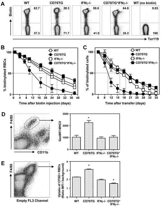 Figure 2. Constitutive IFN-γ exposure in vivo enhances RBC turnover and increases macrophage erythrophagocytosis. (A) Flow cytometric analysis of in vivo biotinylated peripheral blood using fluorescently labeled streptavidin and Ter119. Representative dot plots of day 17 after transfer are shown. (B) Turnover of in vivo biotinylated RBCs from WT, CD70TG, IFN-γ−/−, and CD70TG*IFN-γ−/− mice as measured by flow cytometry. (C) Turnover of adoptively transferred ex vivo biotinylated WT RBCs in WT, CD70TG, IFN-γ−/−, and CD70TG*IFN-γ−/− mice as measured by flow cytometry. (D) Major histocompatibility complex class II surface expression of splenic red pulp macrophages (F4/80+ CD11blow) expressed as geometric MFI. (E) Uptake of CFSE-labeled erythrocytes by splenic red pulp macrophages (F4/80+) expressed as the ratio of CFSE geometric MFI compared with background. (E) Data are representative for 2 experiments. Data are mean ± SD for 4 mice (B-C), 3 mice (D), or duplicate analysis (E) per group. *Significant difference (P < .05) between CD70TG or CD70TG*IFN-γ−/− mice and all other groups (1-way ANOVA with Bonferroni correction).