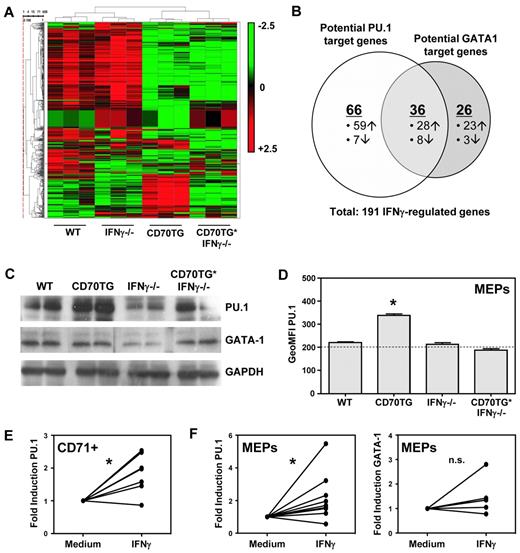 Figure 4. IFN-γ induces expression of PU.1 in erythroblasts. (A) Microarray heat map of unsupervised cluster analysis for genes expressed in CD71+ erythroblasts from BM of WT, CD70TG, IFN-γ−/−, and CD70TG*IFN-γ−/− mice. Red represents high expression; and green, low expression. Three mice were analyzed per group. (B) Venn diagram displaying potential PU.1 and GATA-1 targets among the IFN-γ–regulated genes in CD70TG mice. (C) Western blot analysis of PU.1 and GATA-1 expression on purified CD71+ BM cells from 2 mice per experimental group. (D) Flow cytometric analysis of PU.1 expression in MEPs of WT, CD70TG, IFN-γ−/−, and CD70TG*IFN-γ−/− mice. Horizontal line represents the value of the isotype control. Data are mean ± SD for 3 mice per group. Results are representative from 2 independently performed experiments. *Significant difference (P < .05) between CD70TG mice and all other groups (1-way ANOVA with Bonferroni correction). (E) Quantitative PCR analysis of PU.1 mRNA on WT CD71+ erythroblasts cultured overnight with or without IFN-γ. (F) Quantitative PCR analysis of PU.1 and GATA-1 mRNA on WT MEPs cultured overnight with or without IFN-γ. (E-F) Data are presented as the fold induction of gene expression with IFN-γ compared with the medium control for 7 (E), or 9 and 6 (F) mice per group, pooled from at least 2 independently performed experiments. *P < .01 (E) or P < .05 (F) using paired Student t test. n.s. indicates not significant.