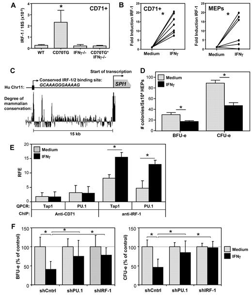 Figure 5. IFN-γ up-regulates PU.1 expression in erythroblasts through IRF-1. (A) Quantitative PCR analysis of the expression of IRF-1 mRNA in CD71+ erythroblasts from WT, CD70TG, IFN-γ−/−, and CD70TG*IFN-γ−/− mice. Data are mean ± SD for 3 mice per group. *Significant difference (P < .05) between CD70TG mice and all other groups (1-way ANOVA with Bonferroni correction). (B) Quantitative PCR analysis of IRF-1 mRNA in CD71+ erythroblasts or MEPs from WT mice cultured overnight with or without IFN-γ. Data are the fold induction of IRF-1 expression with IFN-γ compared with the medium control for 7 (CD71+) or 6 (MEPs) mice per group, pooled from 2 independently performed experiments. *P < .001 (CD71+) or P < .05 (MEPs; paired Student t test). (C) Sequence analysis of the promoter region of the human SPI1 (PU.1) gene, displaying a conserved putative IRF-1/2 binding site approximately 15 kb upstream of the transcription start site (based on the UCSC Genome Browser). (D) Effect of IFN-γ on the in vitro BFU-e and CFU-e colony-forming potential of human erythroid precursor cells cultured overnight with or without IFN-γ. Data are mean ± SD from triplicate analysis. Results are representative from 2 independently performed experiments. *P < .05 (nonpaired Student t test). (E) ChIP analysis of the binding of IRF-1 to the putative IRF-1/2 binding site in the SPI1 (PU.1) promoter of human erythroid precursor cells cultured overnight with or without IFN-γ. RFE indicates relative fold enrichment. Data are mean ± SD from 3 independent experiments. *P < .05 (nonpaired Student t test). (F) Effect of IFN-γ on the BFU-e and CFU-e potential of human erythroid precursor cells transduced with shRNA directed against IRF-1 or PU.1. Data are mean ± SD from 3 independent experiments. *P < .05 (1-way ANOVA with Bonferroni correction).