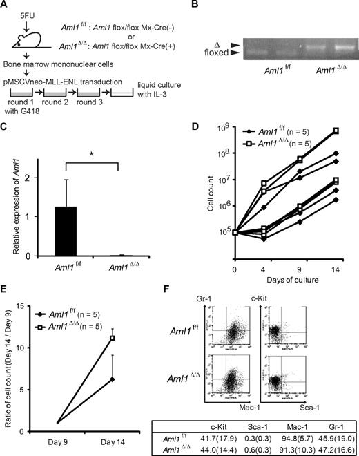 Figure 1. Proliferation of Aml1-excised immortalized BM cells is enhanced in vitro. (A) MLL-ENL was retrovirally transduced into Aml1 intact (Aml1 f/f) and excised (Aml1 Δ/Δ) BM cells, and replating assay was performed using these cells. (B) Genotyping of Aml1 floxed and Δ alleles by PCR from Aml1 f/f and Aml1 Δ/Δ immortalized cells. Each lane indicates the PCR products of an independent case. (C) mRNA levels of Aml1 in Aml1 f/f and Aml1 Δ/Δ immortalized cells were measured. *P < .05. (D) Growth of Aml1 f/f (n = 5; ♦) or Aml1 Δ/Δ (n = 5; □) immortalized cells in liquid medium. Data are on a semilogarithmic plot of cell counts versus time. (E) Growth of the immortalized cells as in Figure 1D after day 9. Cell counts at day 14 relative to those at day 9 are shown as mean ± SD on a linear plot (n = 5 from each group). Day 14 proliferation was significantly different between groups (t test, P < .001). (F) Flow cytometric analyses of the colony-forming cells after 3 rounds of replating. (Top) Representative fluorescence-activated cell sorter plots. (Bottom) Percentages of cells expressing indicated surface markers in each group (mean ± SD).